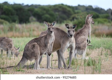 Group of Eastern Grey Gray Kangaroo Macropus giganteus