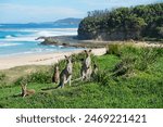 A group of eastern grey kangaroos on Pretty Beach in Murramarang National Park, New South Wales, Australia. Kangaroos looking at the camera.