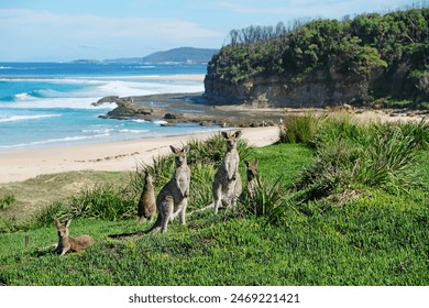 A group of eastern grey kangaroos on Pretty Beach in Murramarang National Park, New South Wales, Australia. Kangaroos looking at the camera. - Powered by Shutterstock