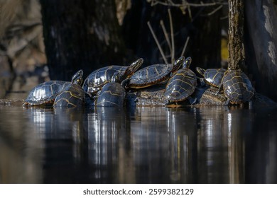 Group of Eastern Painted Turtles basking in the morning sun on semi-submerged log