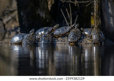 Group of Eastern Painted Turtles basking in the morning sun on semi-submerged log