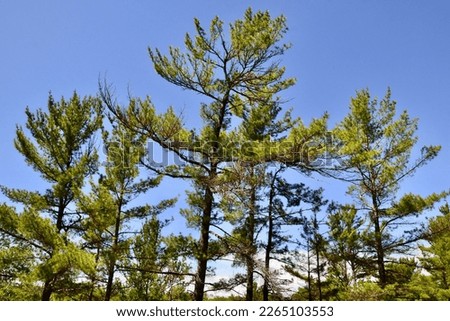 Group of Eastern White Pine (Pinus strobus) along Cranberry Bog Trail at Killarney Provincial Park during Summer