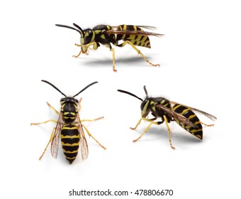 Group of Eastern Yellowjacket worker wasps (Vespula maculifrons) isolated on a white background