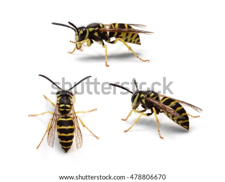 Group of Eastern Yellowjacket worker wasps (Vespula maculifrons) isolated on a white background