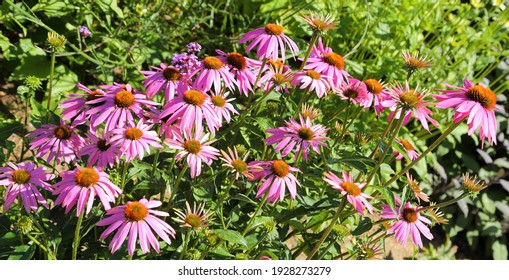 Echinacea Purpurea High Res Stock Images Shutterstock