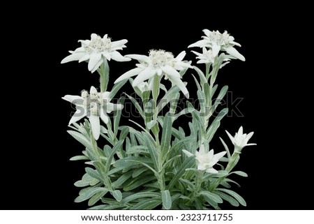 Group of Edelweiss flowers with furry petals and leaves on black background. Edelweiss is a mountain flower rare flowering plant in Leontopodium genus native to the European Alps