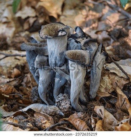 A group of edible mushrooms Craterellus cornucopioides, or horn of plenty close-up. It is also known as the black chanterelle, black trumpet, or trumpet of the dead.