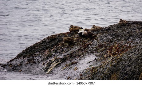 A Group Of Eider Ducks In Iceland