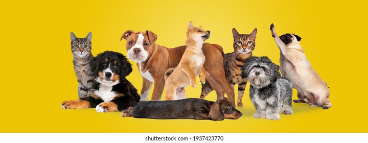 黄色い背景に8匹の猫と犬のグループ