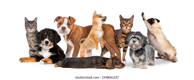 Group Of Eight Cats And Dogs Isolated On White Background