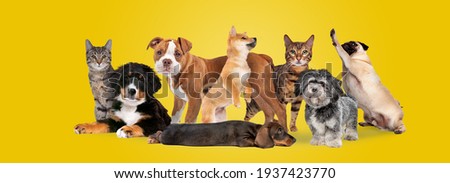 group of eight cats and dogs isolated on a yellow background