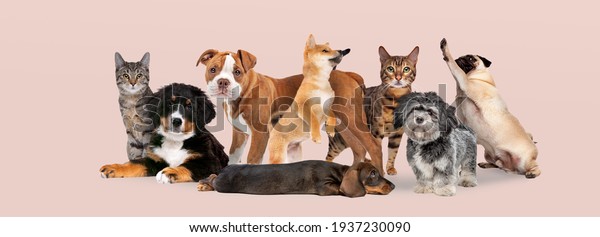 group of eight cats and dogs isolated on a pink pastel background