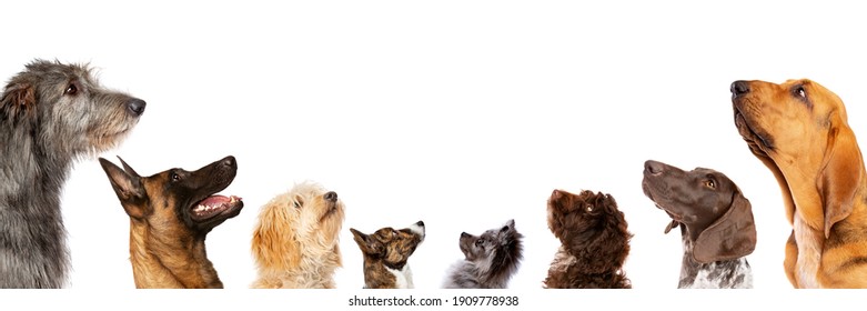 group of eight dogs looking up, portrait in profile.isolated on a white background