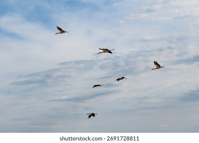 A group of elegant storks gracefully taking to the skies. Wings widespread, these big birds glide against a soft, cloudy backdrop, showcasing their aerial prowess and freedom