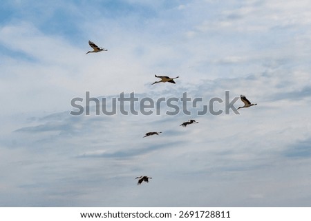 A group of elegant storks gracefully taking to the skies. Wings widespread, these big birds glide against a soft, cloudy backdrop, showcasing their aerial prowess and freedom