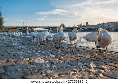 Group of elegant white swans basks in morning sunlight on Vltava River embankment in Prague. Cobblestone pavement scattered with white feathers.