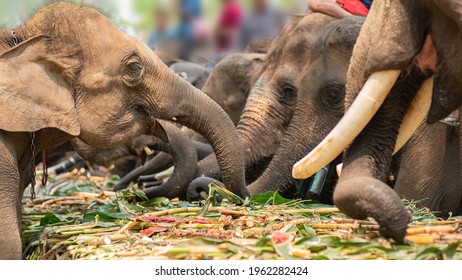 Group of elephant eating fruit in national Thai elephant day,Elephants eating buffet of fruit in nation Thai elephant day