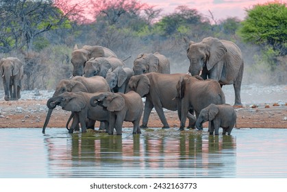 A group of elephant families go to the water's edge for a drink - African elephants standing near lake in Etosha National Park, Namibia - Powered by Shutterstock