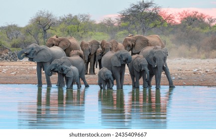 A group of elephant families go to the water's edge for a drink - African elephants standing near lake in Etosha National Park, Namibia - Powered by Shutterstock