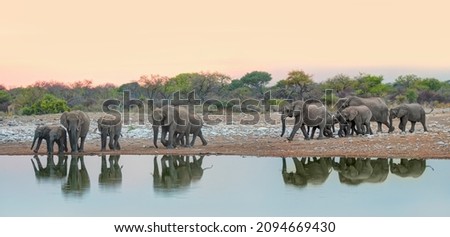Image, Stock Photo Elephants near lake in tropical forest in Thailand