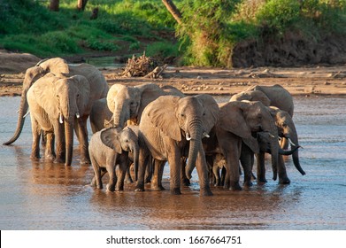 Group Elephant In River. National Park Of Kenya, Africa. Animal In The Habitat. Wildlife Scene From Nature