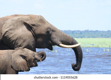 Group of elephants, adults and babies playing in the water during the noon in Chobe National Park, Botswana, Africa, during the dry season on a sunny day
