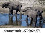 Group of elephants bathing and drinking in a pool in the dried out riverbed of the Boteti river