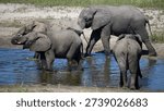 Group of elephants bathing and drinking in a pool in the dried out riverbed of the Boteti river