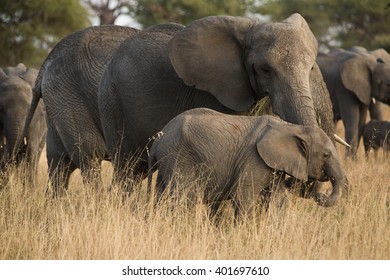 Group of elephants in the savannah. Africa. Kenya. Tanzania. Serengeti. Maasai Mara. - Shutterstock ID 401697610