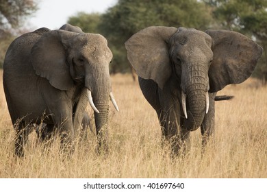Group of elephants in the savannah. Africa. Kenya. Tanzania. Serengeti. Maasai Mara. - Shutterstock ID 401697640