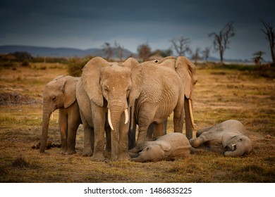 Group Of Elephants Sleeping Amboseli National Park ,Kenya.