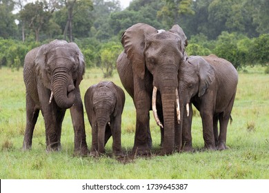 Group Of Elephants Sleeping Masai Mara