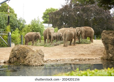 590 Muscular elephant Images, Stock Photos & Vectors | Shutterstock