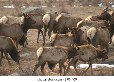 Group of elk