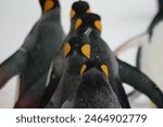 A group of emperor penguins standing close together in a snowy environment. The penguins have black and white bodies with distinctive yellow markings on their heads.