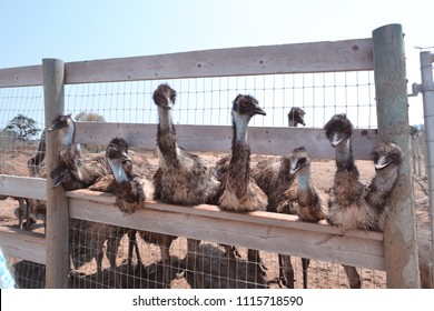 Group Of Emus On An Australian Petting Farm 