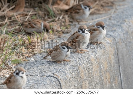Group of Eurasian Tree Sparrows Resting on a Concrete Ledge