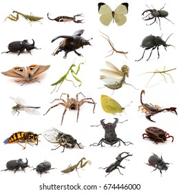 Group Of European Insects In Front Of White Background