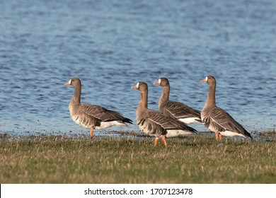 A group of European White-fronted geese (Anser albifrons albifrons) also known as Russian White fronted Goose and Greater White fronted Goose standing by a lake, East Yorkshire, United Kingdom