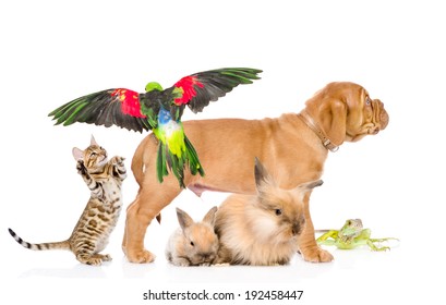 Group Of Exotic Pets. Isolated On White Background