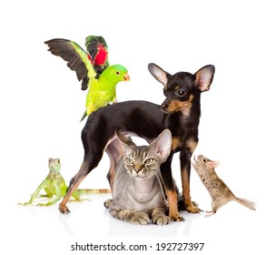 Group Of Exotic Pets. Isolated On White Background