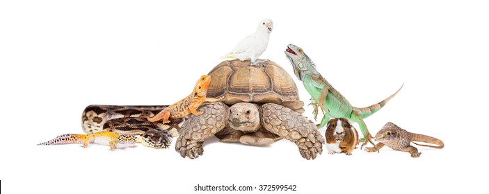Group exotic pets sitting together   interacting over white