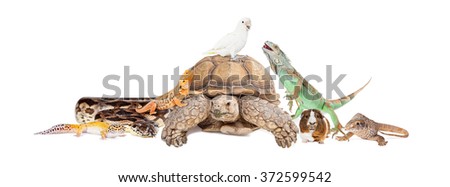 Group of exotic pets sitting together and interacting over white