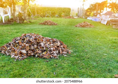 Group Of Fall Brown Leaves In Green Lawn  .Seasonal Yard Clean Up Fall Leaves With Rake In Autumn Garden. Preaparing Garden For Winter