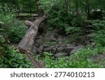 A group of fallen trees on the forest floor                               