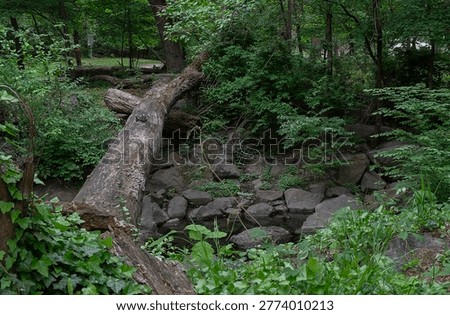 A group of fallen trees on the forest floor                               