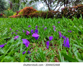 A Group Of Falling Purple Flower Petals In A Garden