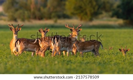 Group of fallow deer standing on meadow in summer sunset