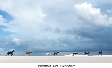 Group, Family Of Nomadic Goats Crossing The Desert Of White Dunes In A Stunning Panoramic. Concept Of Nomads Of Animals, Endurance, Adventure, Resilience In The Wilderness. Lençois Maranhenses, Brasil