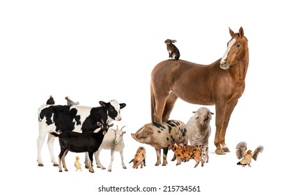 Group Of Farm Animals